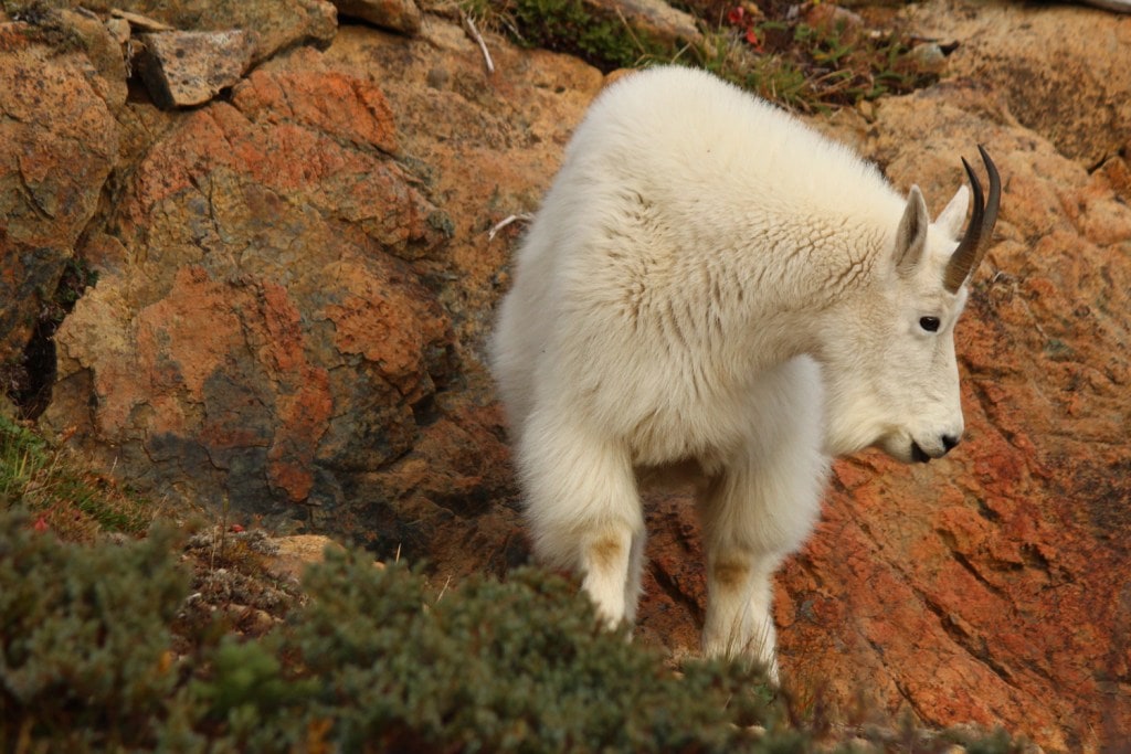 A goat wanders through the backcountry in its native Cascade Range. (Photo Credit: Gemina Garland-Lewis)