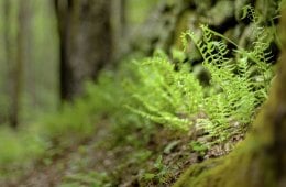 fern in the woods
