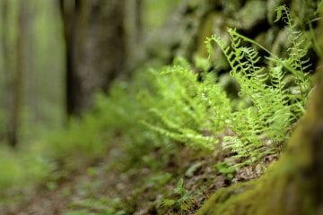 fern in the woods