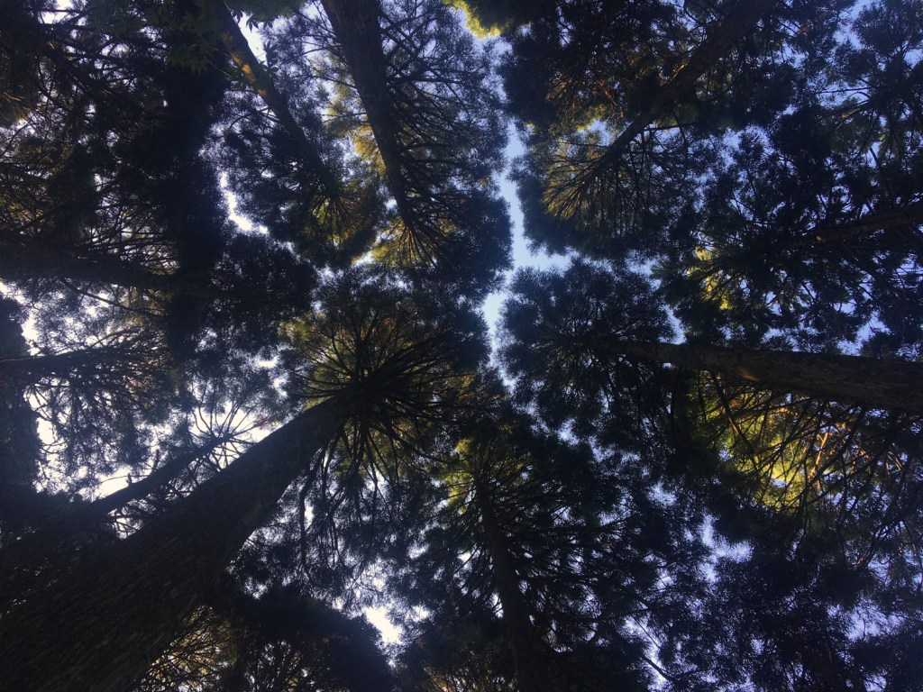 Chamaecyparis obtusa (hinoki cypress) trees in Japan