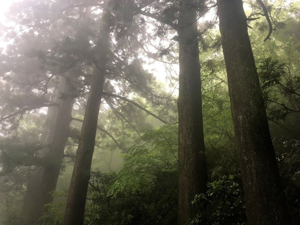 Cryptomeria is an evergreen tree that is endemic to Japan. 