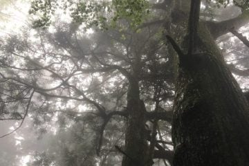 There’s No Running in Forest Bathing