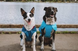New Ruffwear Jackets Get Two Paws Up