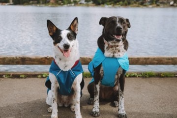 New Ruffwear Jackets Get Two Paws Up