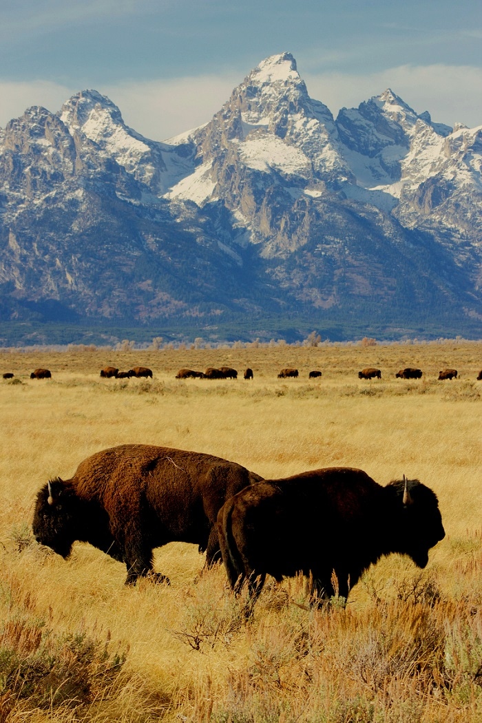 Bison graze near Kelly, Wyoming. 