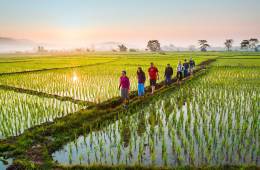 Hikers in rice paddies