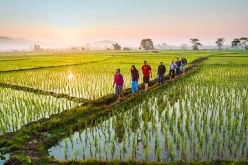 Hikers in rice paddies