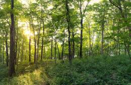 Oak-dominated ecosystems