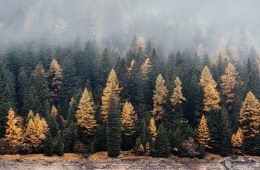 Forest with fog
