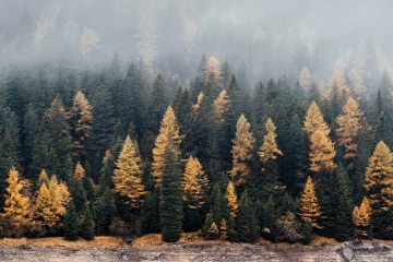 Forest with fog