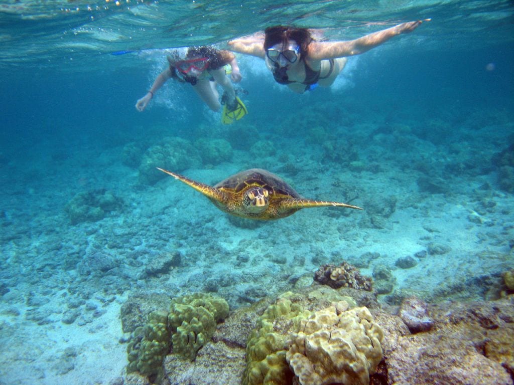 Snorkeling with turtles.