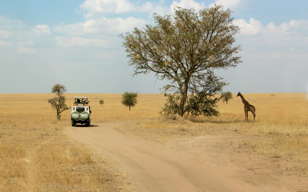 Tanzania safari.