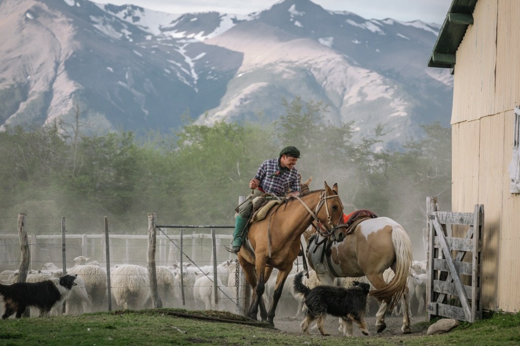 Gaucho wrangling livestock. 