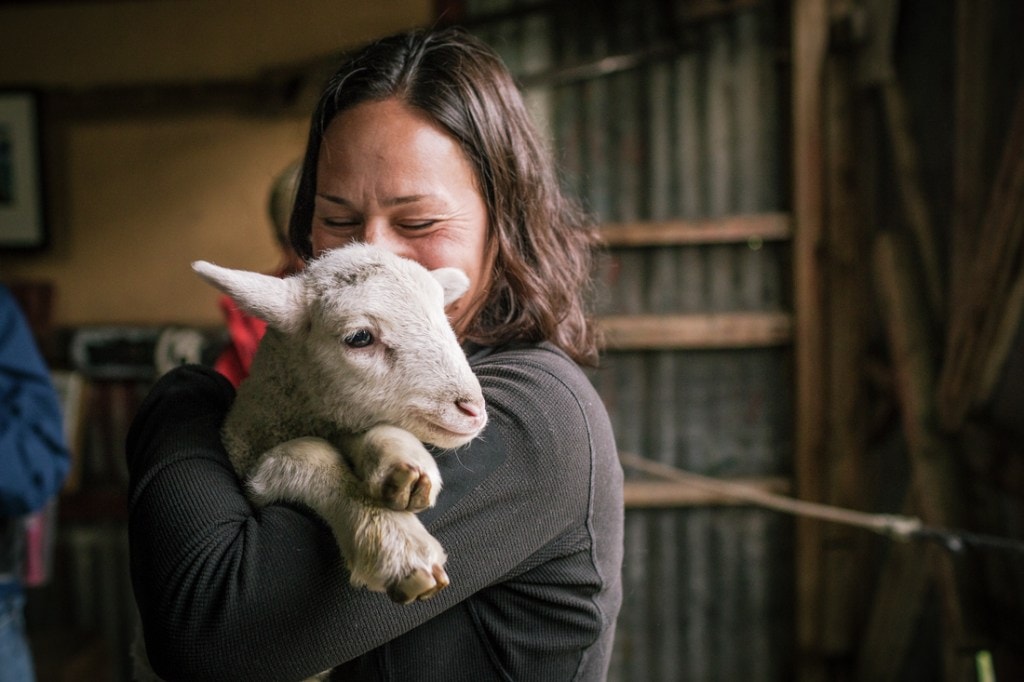 A baby lamb is cuddled by an adoring traveler. 
