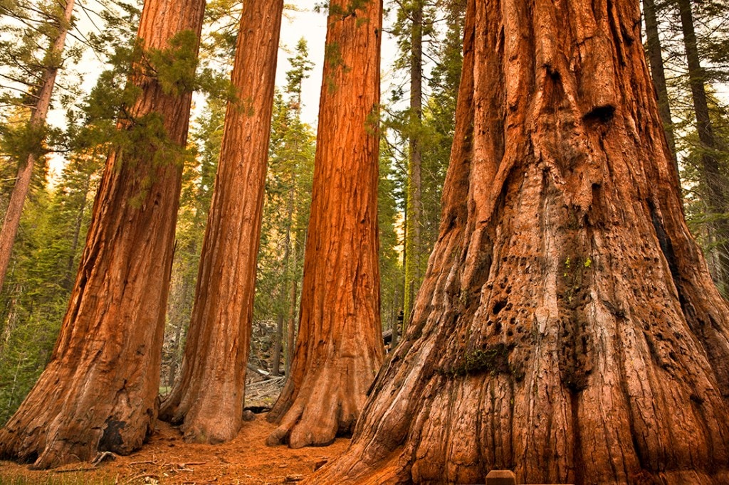 Giant sequoia.