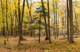 Scenic hiking area in Grand Rapids, Michigan