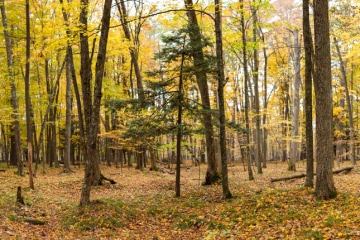Scenic hiking area in Grand Rapids, Michigan