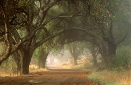 A view of the "High Road" trail in Malibu Creek State Park in the Santa Monica Mountains NRA, CA. National Park Service, NPS. 2000, CA