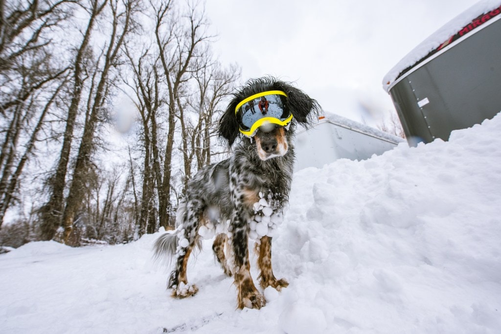 A dog plays in the snow wearing RexSpecs goggles.