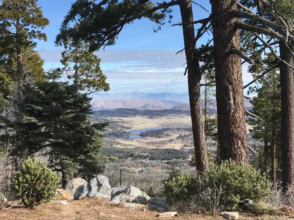 A view of a distant lake framed by pine trees.