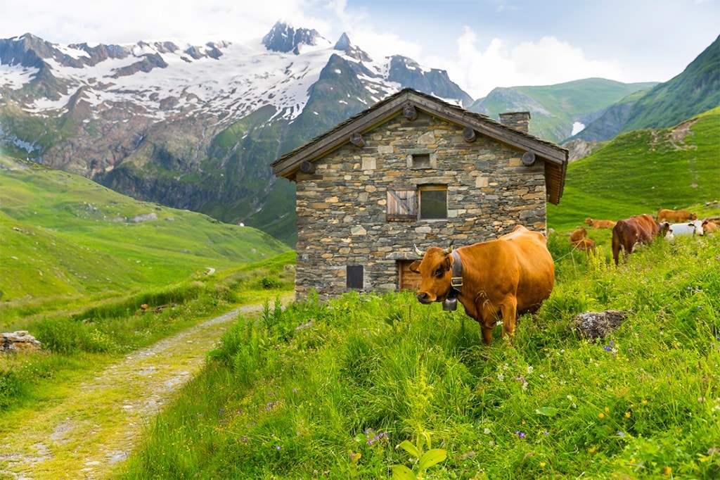 A cow lounges amongst the alpine in front of an old stone structure.