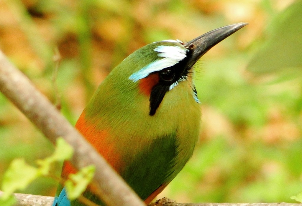 A colorful tropical bird sits on a small branch. 
