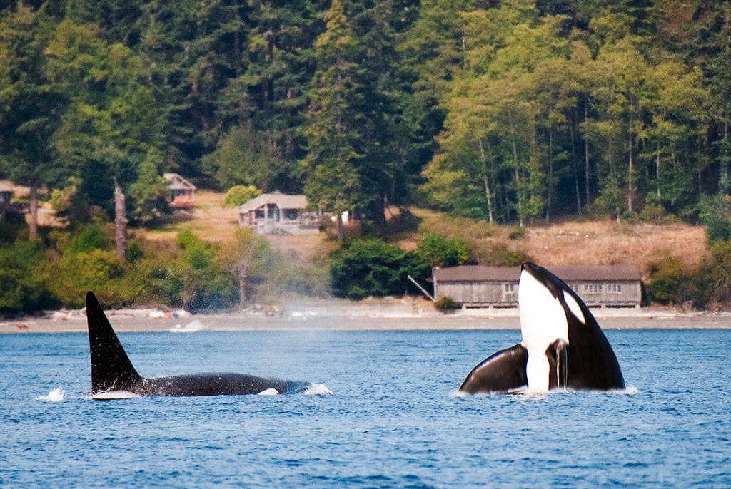 A pod of orca play in the Puget Sound.