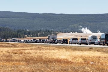 The back of a bison jam at Lower Geyser Basin in Yellowstone National Park.