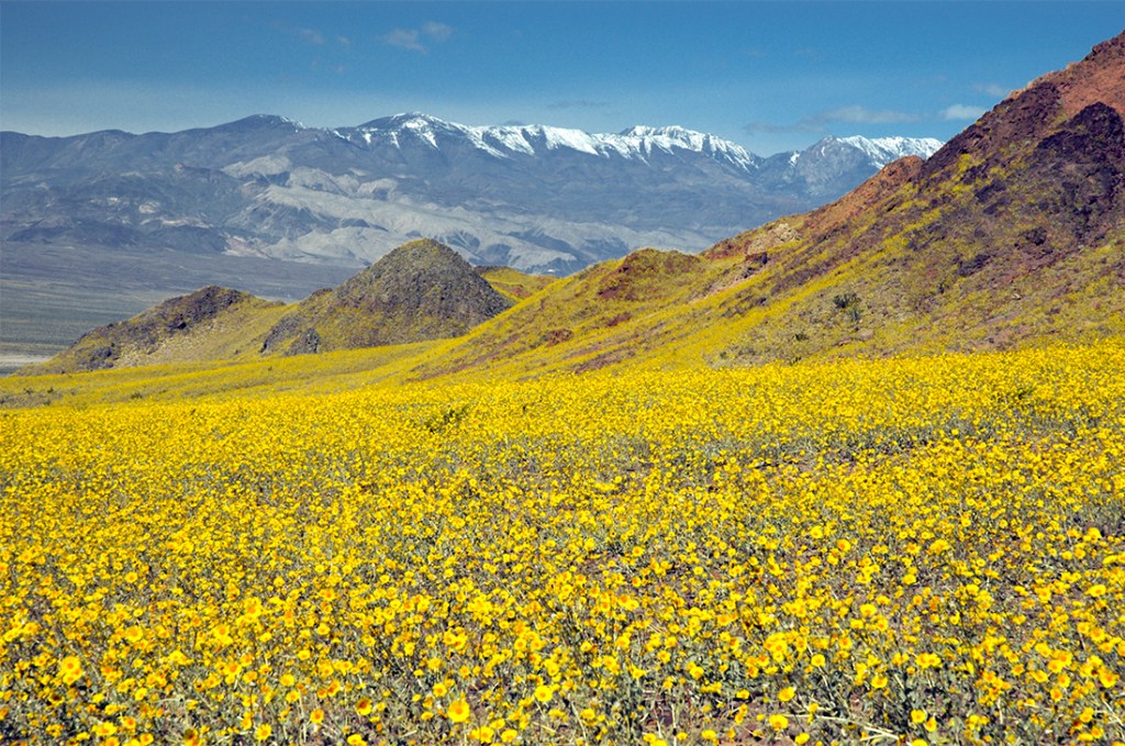 An enormous field of wildflowers bursts to life in Death Valley. 