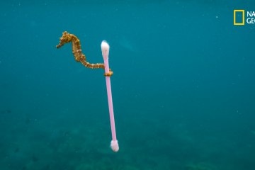 A small estuary seahorse, Hippocampus kuda, drifts in the polluted waters near Sumbawa Besar, Sumbara Island, Indonesia.