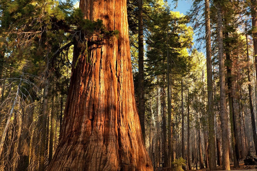 A giant sequoia tree is dabbled with sunlight in a forest of pine. 
