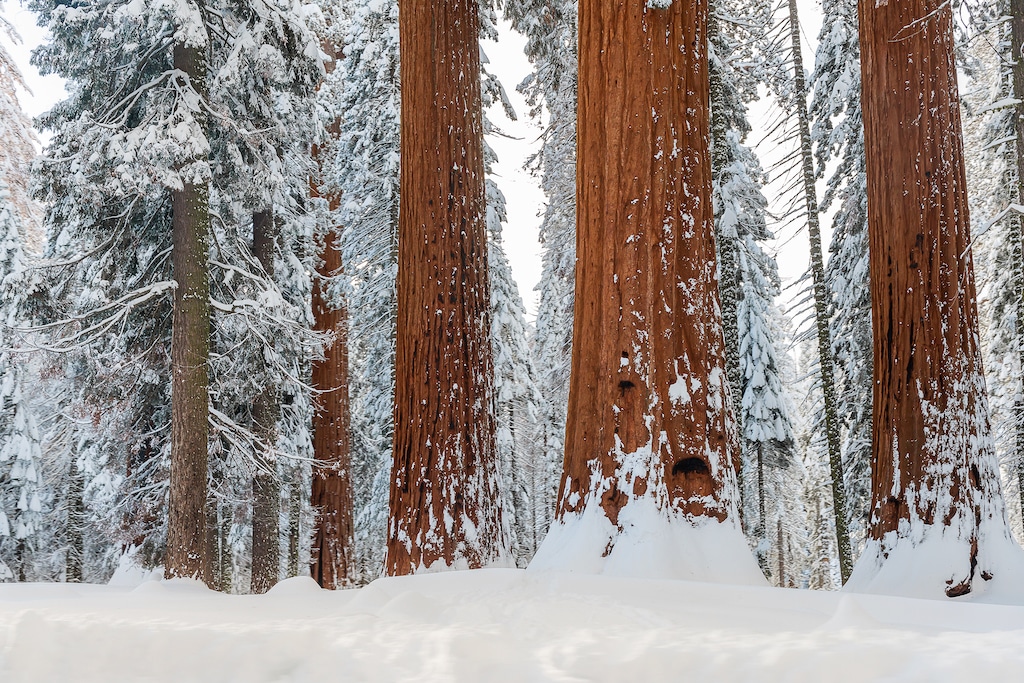 Giant Sequoia trees covered in snow in Sequoia National Park.
