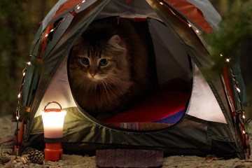 REI Introduces Adventures for Pets