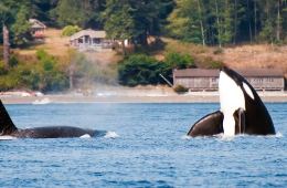 Orca whales spouting