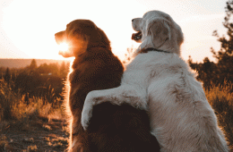 Two dogs looking into the sunset together