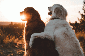 Two dogs looking into the sunset together