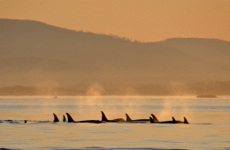 Orcas navigate their way across the Salish Sea