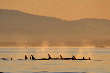 Orcas navigate their way across the Salish Sea