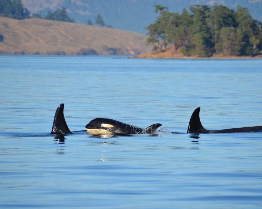 Three whales make their way across the Salish Sea with the islands in the background