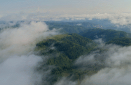 A green forest canopy enshrouded by fog