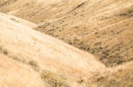Field in Washington