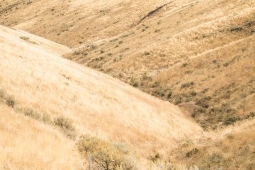 Field in Washington