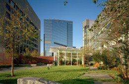 Green lawn with city building in the background.