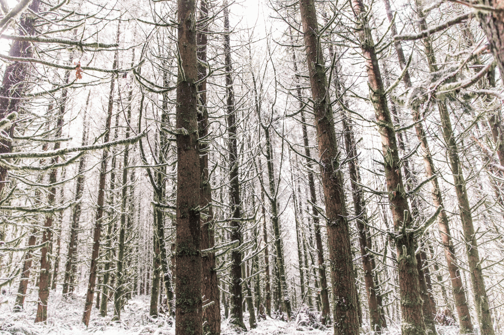 A forest of tall trees in the snow