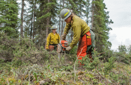 A woman using a chainsaw to mitigate wildfires spreading in Alaska