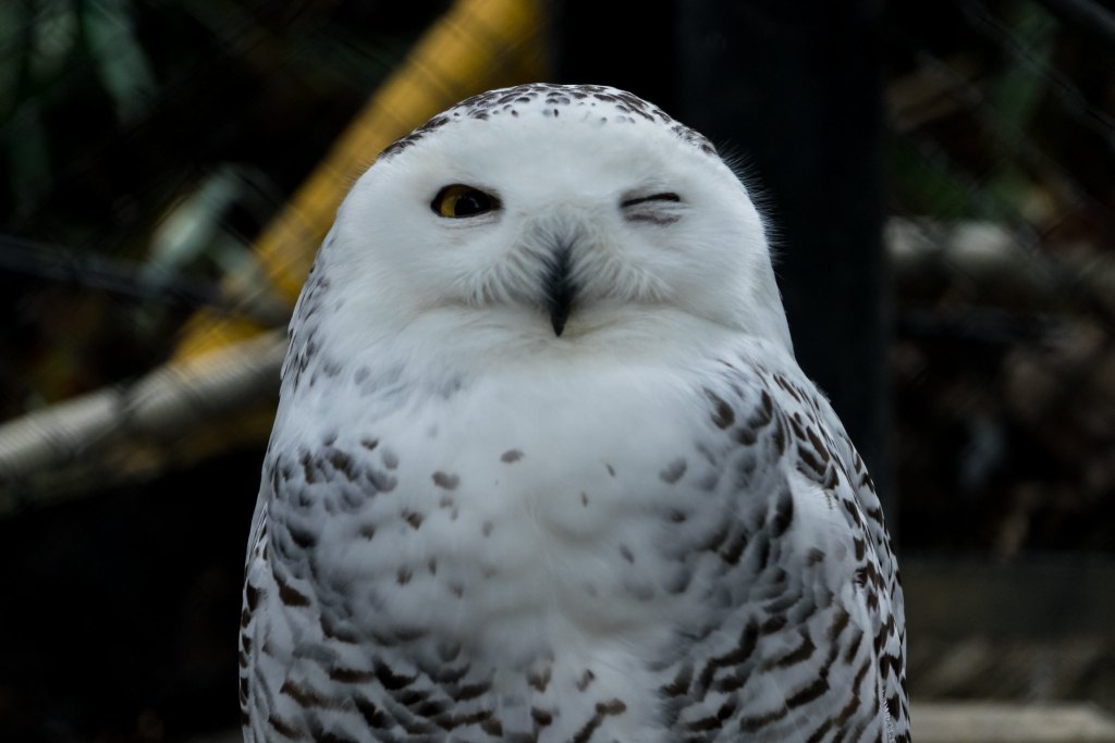 White owl is winking.