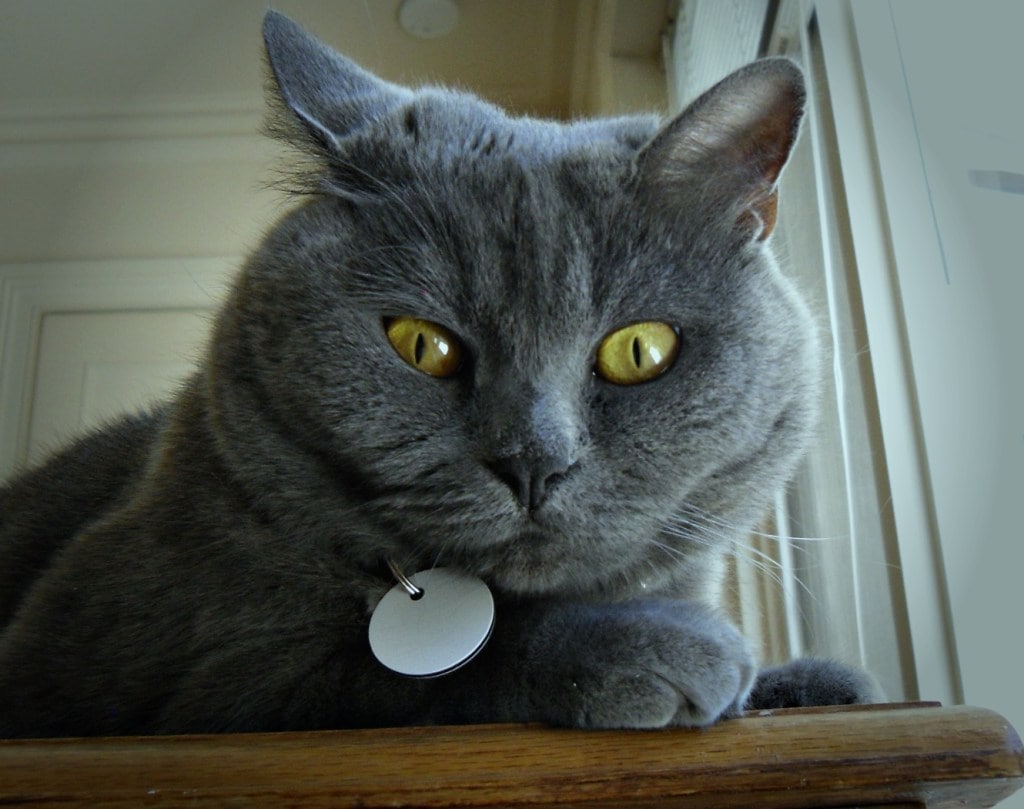 Cat with one eye more closed than the other.