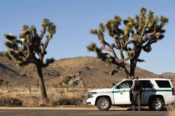 A U.S. Park Ranger gets back into his vehicle after opening a side road within Joshua Tree National Park Thursday. Despite the partial federal shutdown Joshua Tree National Park remained open Thursday, January 10, 2019.