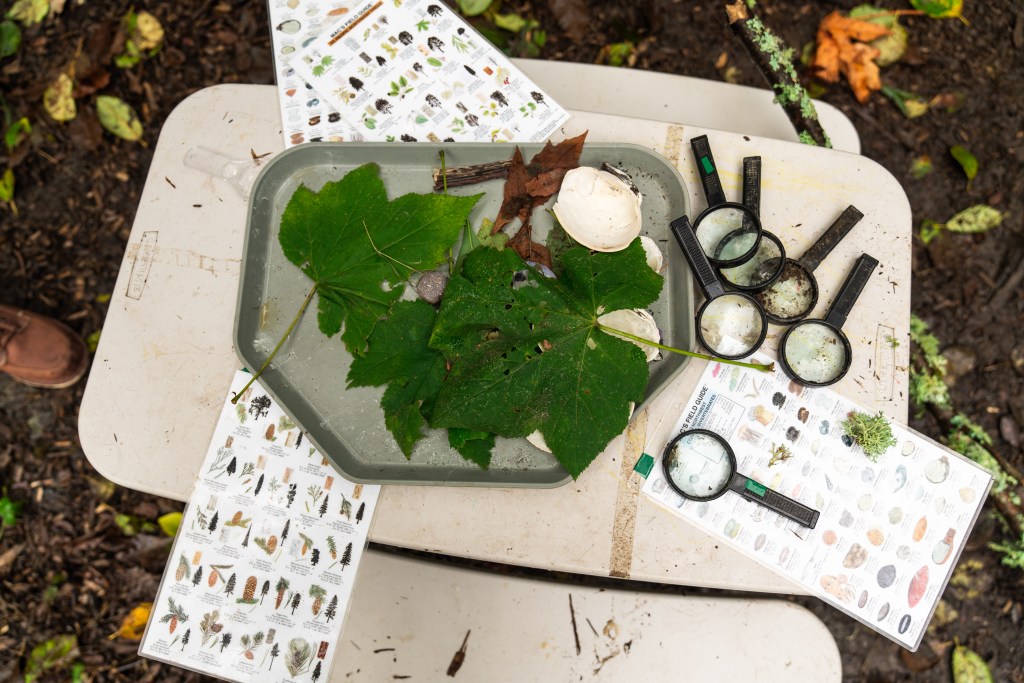 Charts and magnifying glasses used to identify tree leaves