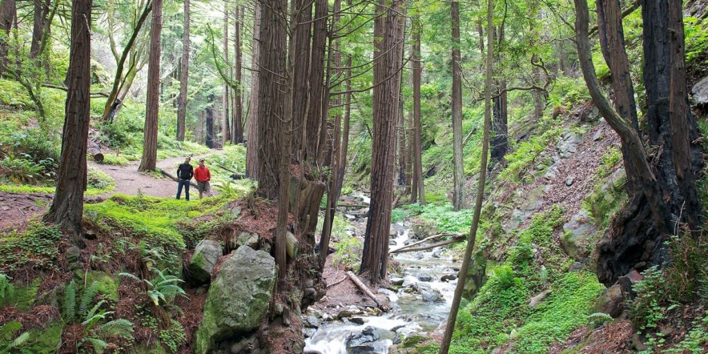 A stream runs through Limekiln State Park. 